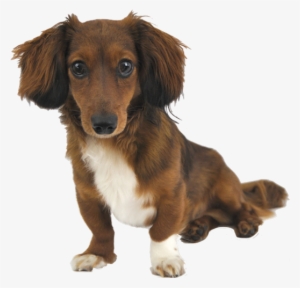 Why Choose A Miniature Dachshund To Be The Star Of - Miniature Dachshund Png #860399