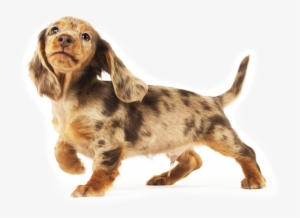 Dachshunds Are Playful By Nature - Dachshund #860479