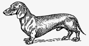 Dachshund Png #860524