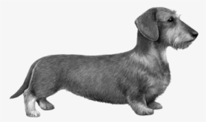 Wirehaired Dachshund - B&w - Dachshund #860564