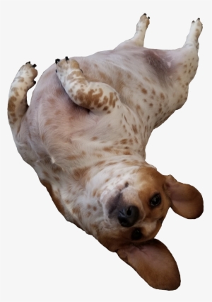 Freckles Wanting Her Tummy Rubbed - Dachshund #860587 Freckles Wanting Her Tummy Rubbed - Dachshund #860587