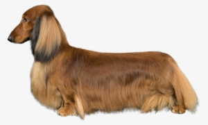 Dachshund #861064
