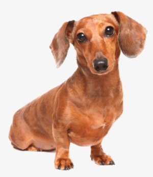 8 - Dachshund - Weiner Dog Chihuahua Mix #861192