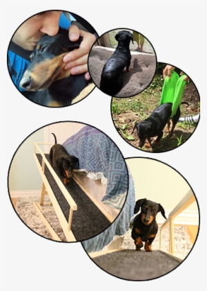 Designed For The Small Dog, But With Dachshunds In - Dachshund #861299