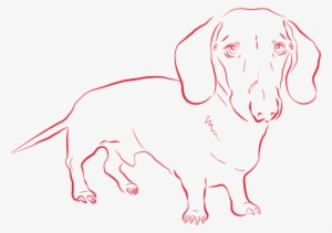 Companion Dog #861458