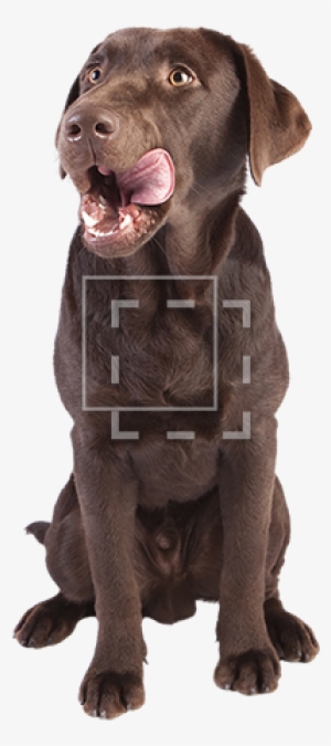 Cutout People - Dog Eating A Pickle #861915