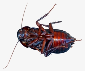 Cockroach Png Transparent Image - Cacroge Png #862107