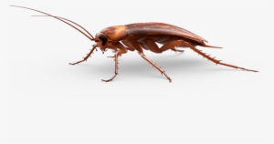 Insects - Cockroach #862177