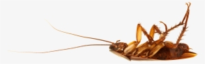 Cockroach On Back - Cockroach Png #862231