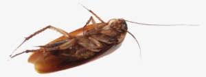Roach Png #862248