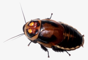 Roach Download Transparent Png Image - Glowspot Roach #862270