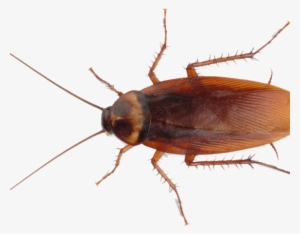Diy Pest Control Cockroach Roach - Transparent Cockroach Png #862284