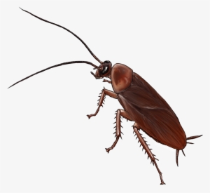 American Cockroach Insect Drawing German Cockroach - Cockroach Png Transparent Background #862347