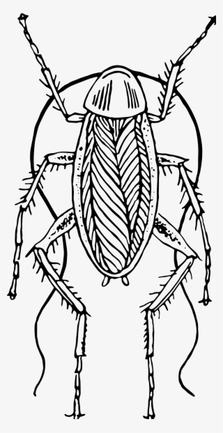 Cockroach Clipart Png #862368