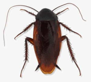 Smokeybrown Cockroach - Cockroach #862389