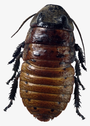 Roach Png #862392