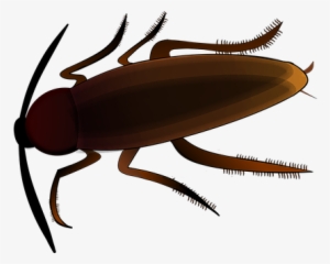 Insect, Creepy, Cockroach, Scrape - Cockroach #862411