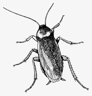 American Cockroach Drawing Diagram Insect - Metamorphosis In Plain And Simple English (a Modern #862415