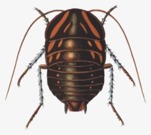 Cockroach Insect Polyzosteria Mitchelli Blattidae - Custom Cockroach Shower Curtain #862433