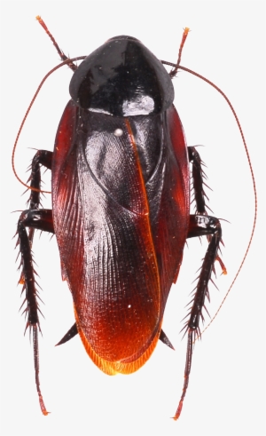 Roach Png #862435