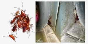 Cockroaches Usually Live In Groups And Mostly Active - Insects Living In Groups #862456