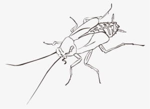 Cockroach Drawing Insect Wing Pest - Cockroach Black And White Clipart #862460