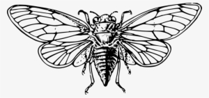Cockroach Drawing Insect Wing Pest Free Commercial - Cicada Drawing #862570