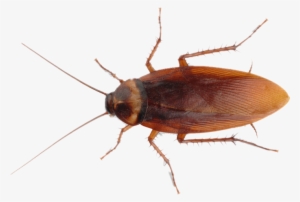 Othius Subuliformis #862887