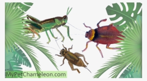 Previous - Chameleon Feed On Insects #862938