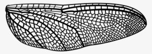 Dragonfly Wing Bug Insect Nature Summer Wi - Libellenflügel Tattoo #863004