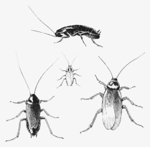 Cockroaches #863270