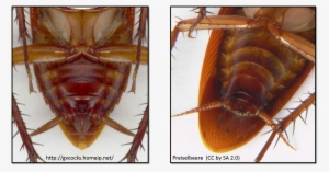Types Of Subgenital Plates As Seen In Two Cockroaches - Dead Cockroach #863341