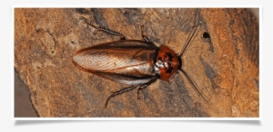 Cockroach Control In Buffalo, Ny - Paris #863361