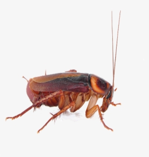 Cockroach Png Transparent Image - Cockroach Png Transparent Background #863387