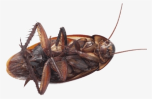 Large Cockroach On Its Back - Cockroach On Its Back #863406