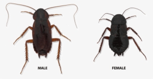Oriental Cockroach Male And Female - Oriental Cockroach #863408