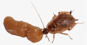 Cockroach Clipart Dead Ant - German Cockroach Fumigation #863412