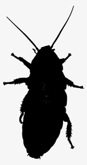 Cockroach - Scarabs #863457