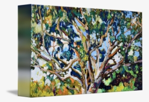 "eucalyptus Tree In The Park" By Rd Riccoboni, San #863459