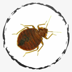 Bed Bugs - Flea #863564