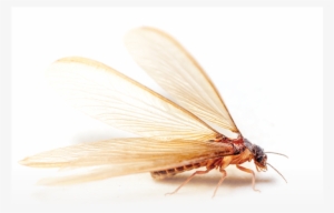 How Solitary Cockroaches Gave Rise To Social Termites - Termite #863660