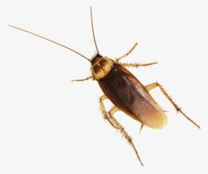 Humane Cockroach Control Images - New York #863681