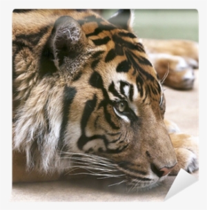 Vinyl Wall Mural #863750