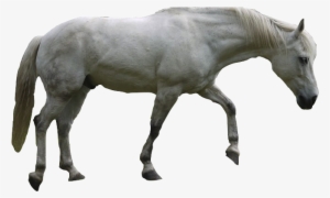White Dog Horse - Horse #863808