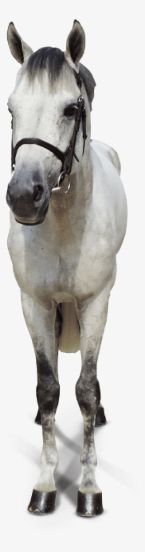 Horse From The Front Png #863844