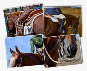 White Horse Show Mgt, Connie Henrichs, Albion, Nebraska - Nebraska ...