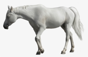 Horse #864483
