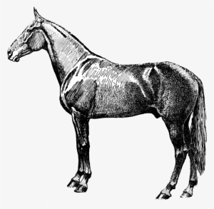Vintage Horse Silhouette Png - Vintage Horse Png #864568
