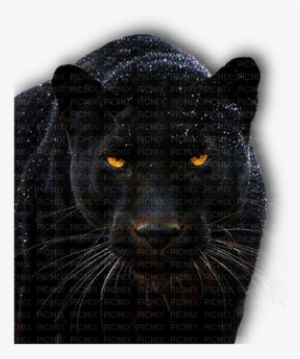 Animal, Animals, Black Panther, Big Cat, Eye, Eyes - Eyes Of A Panther #866365