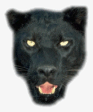 Welcome To The Official 2010 Panther's Homepage - Cats Over Cannock Chase #866778